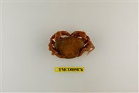 藏品(蔡氏澤蟹)的圖片